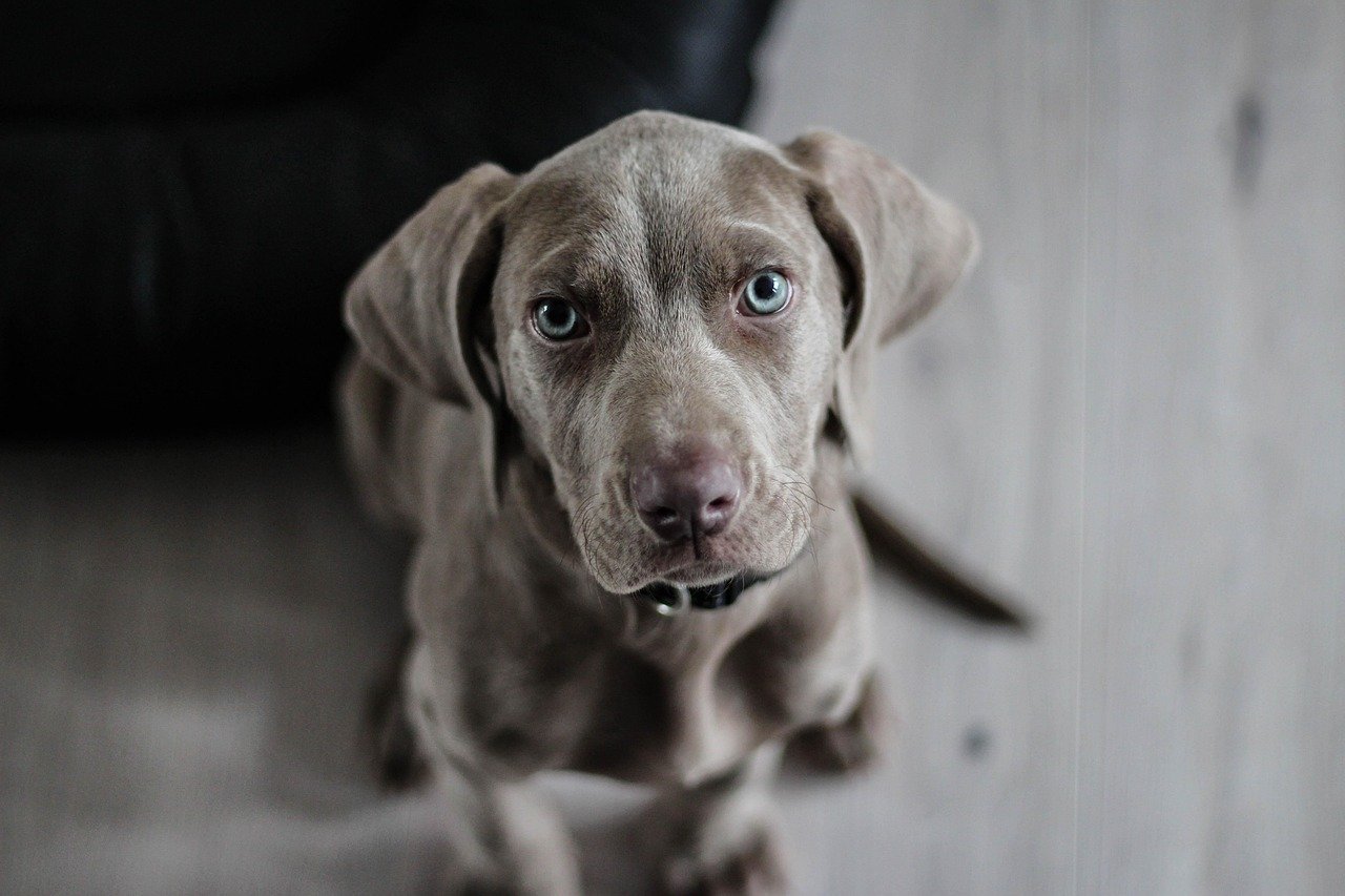Understanding Whining and Whimpering (image credits: pixabay)