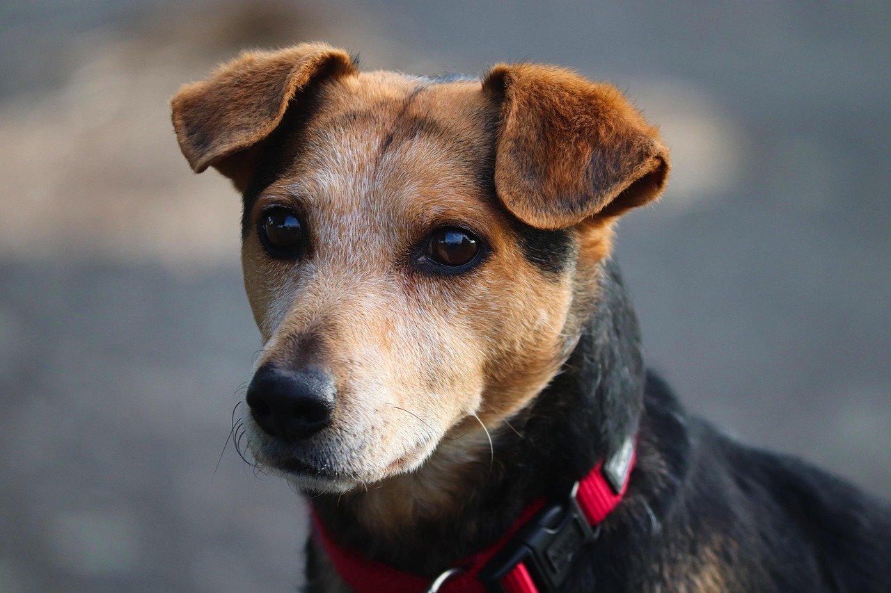 Understanding Ears: Signals of Attention and Emotion (image credits: pixabay)