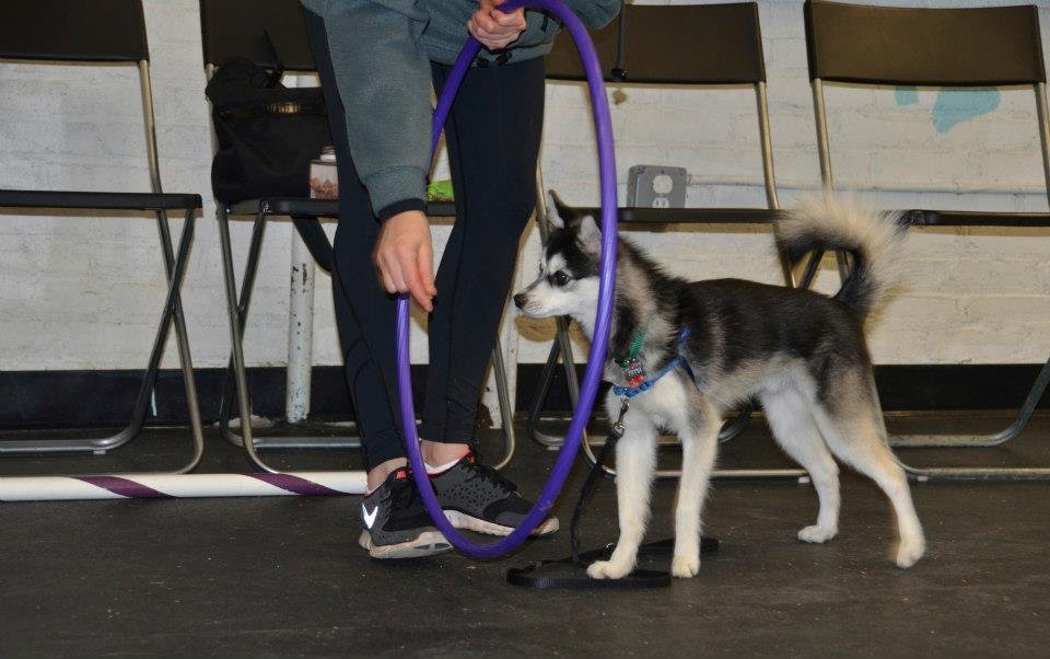 Training and Socialization: Building Better Understanding (image credits: wikimedia)
