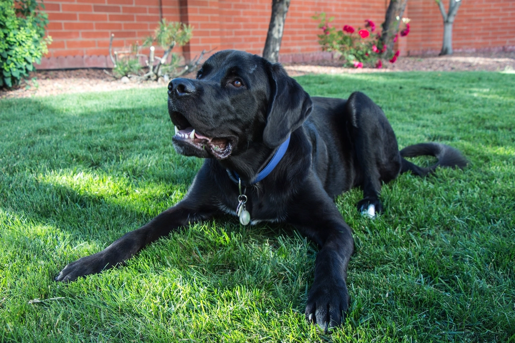 The Role of Breed: How Genetics Influence Communication (image credits: rawpixel)