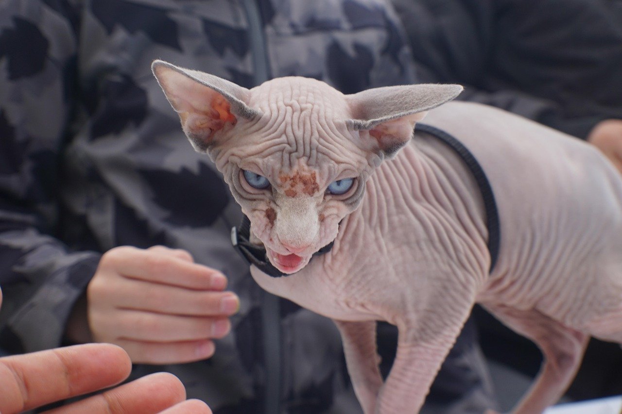 Sphynx: The Naked Truth About Their Health (image credits: pixabay)