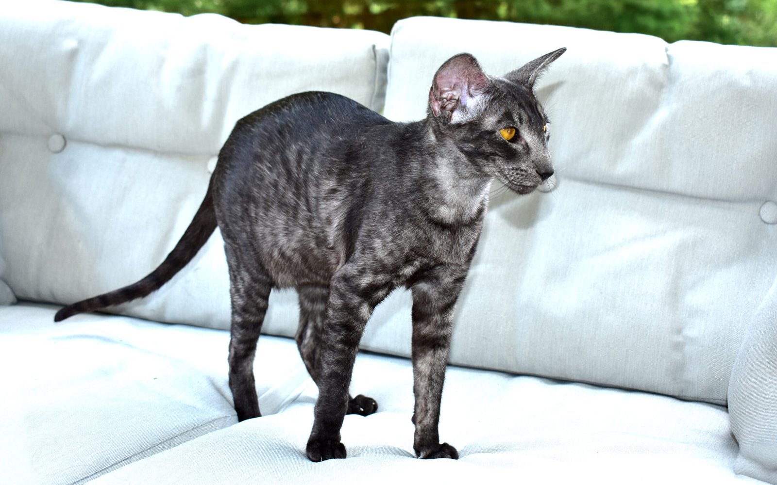 Oriental Shorthair: The Sleek Beauty with a Delicate Constitution (image credits: wikimedia)
