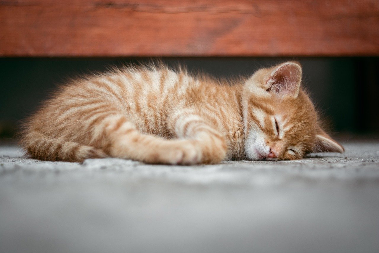 Changes in Sleeping Patterns (image credits: pixabay)