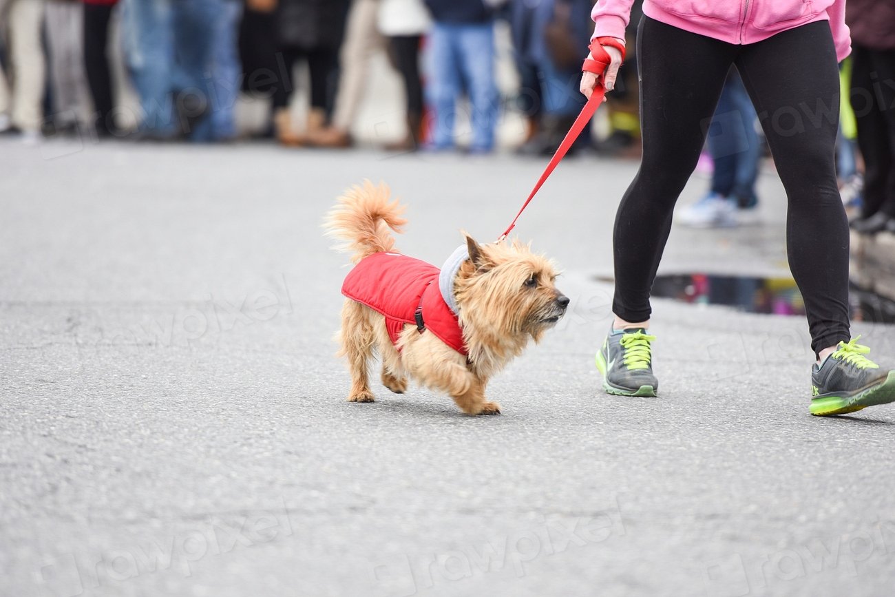 Improving Digestive Health (image credits: rawpixel)