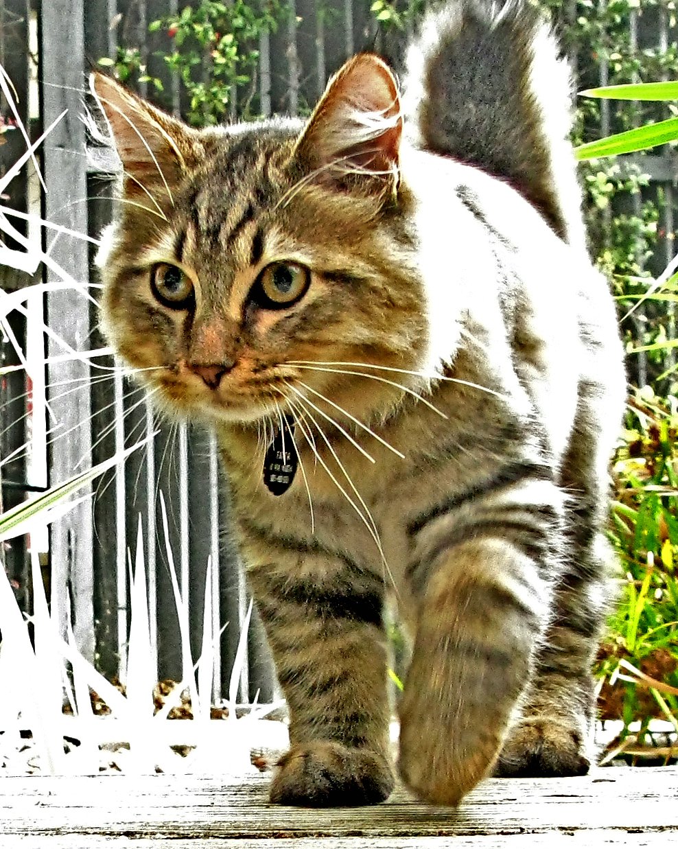 American Bobtail: The Playful Trickster (image credits: wikimedia)