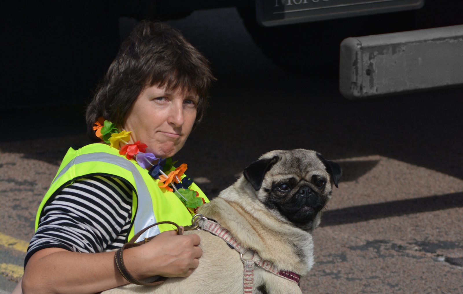 The Sociable Pug (image credits: wikimedia)