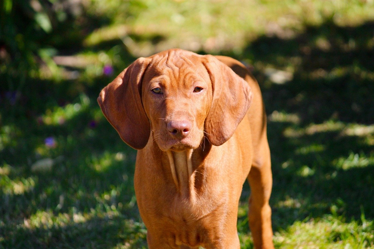 Vizsla: The Velcro Dog (image credits: pixabay)