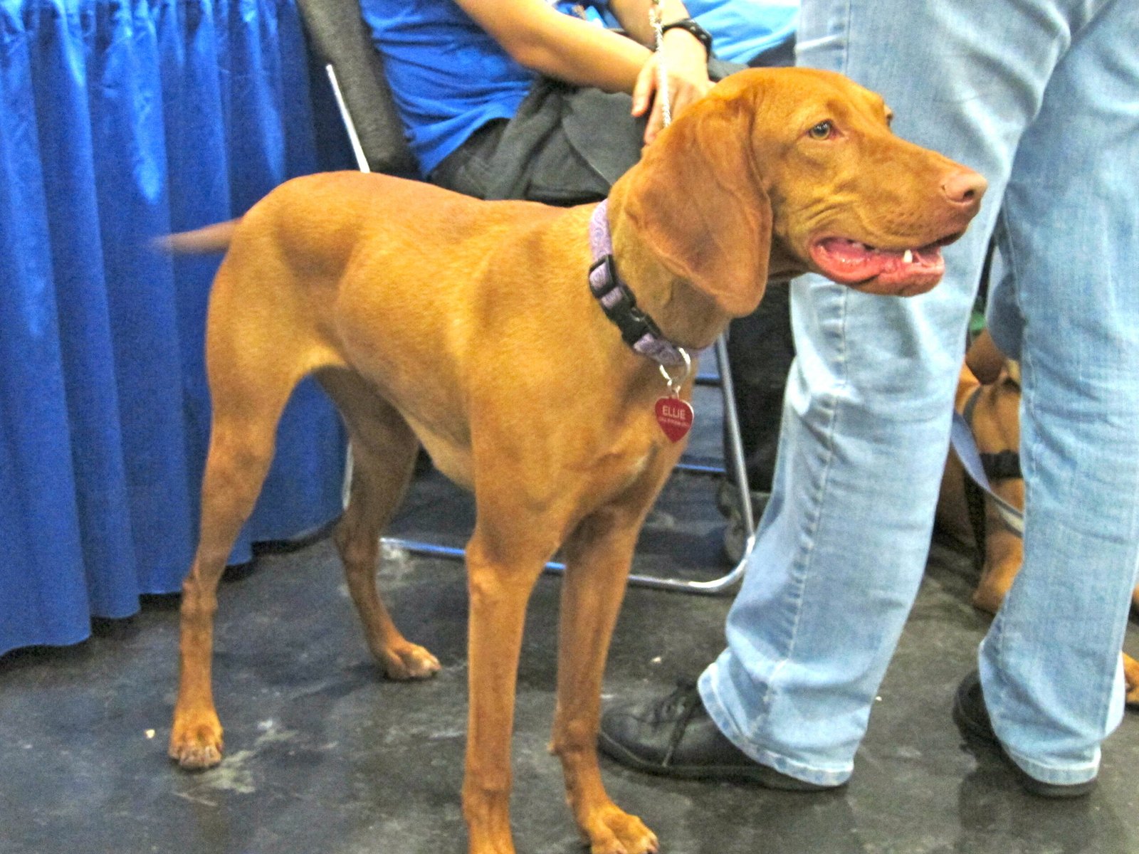 11. Vizsla: The Energetic Companion (image credits: wikimedia)