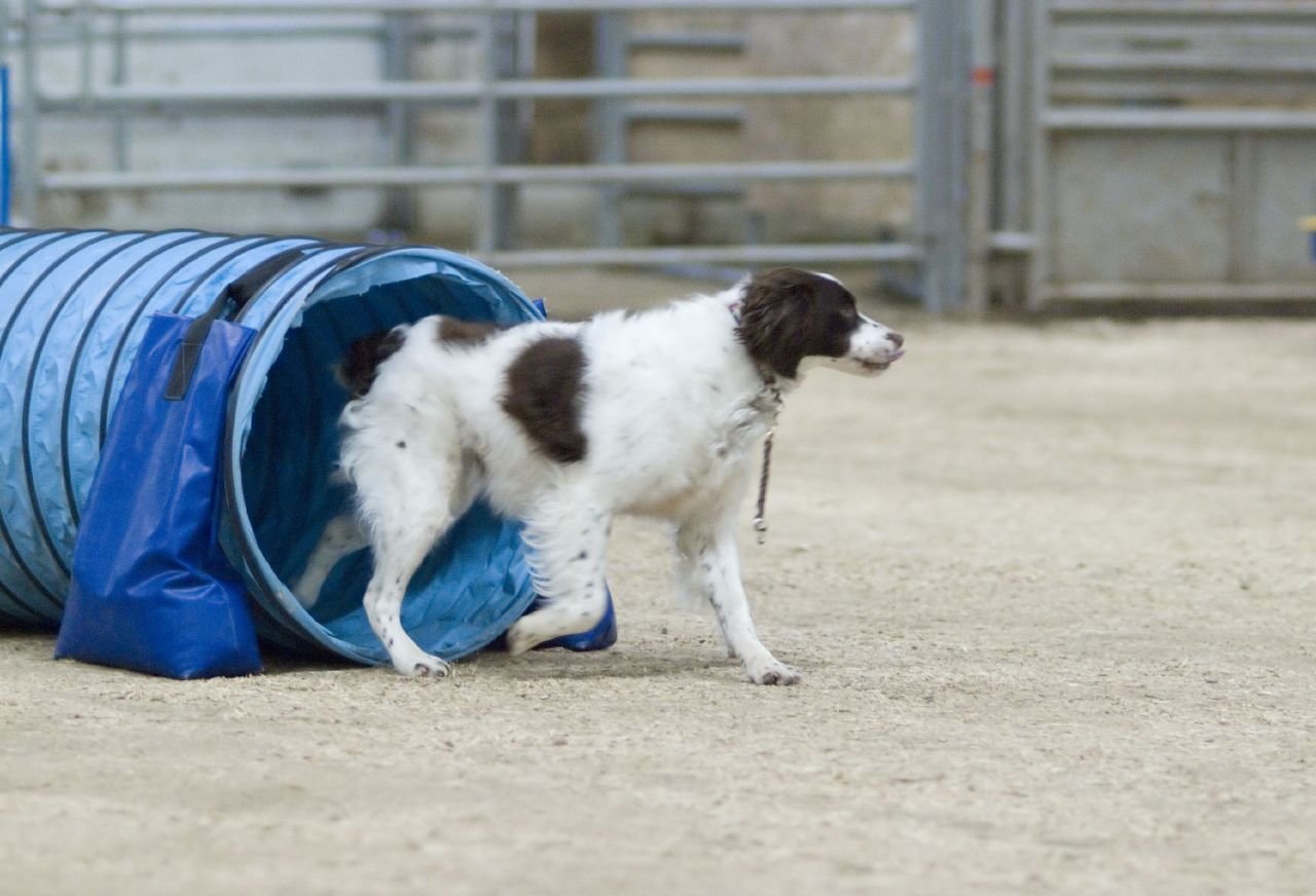 14. Brittany Spaniel: The Agile Performer (image credits: wikimedia)