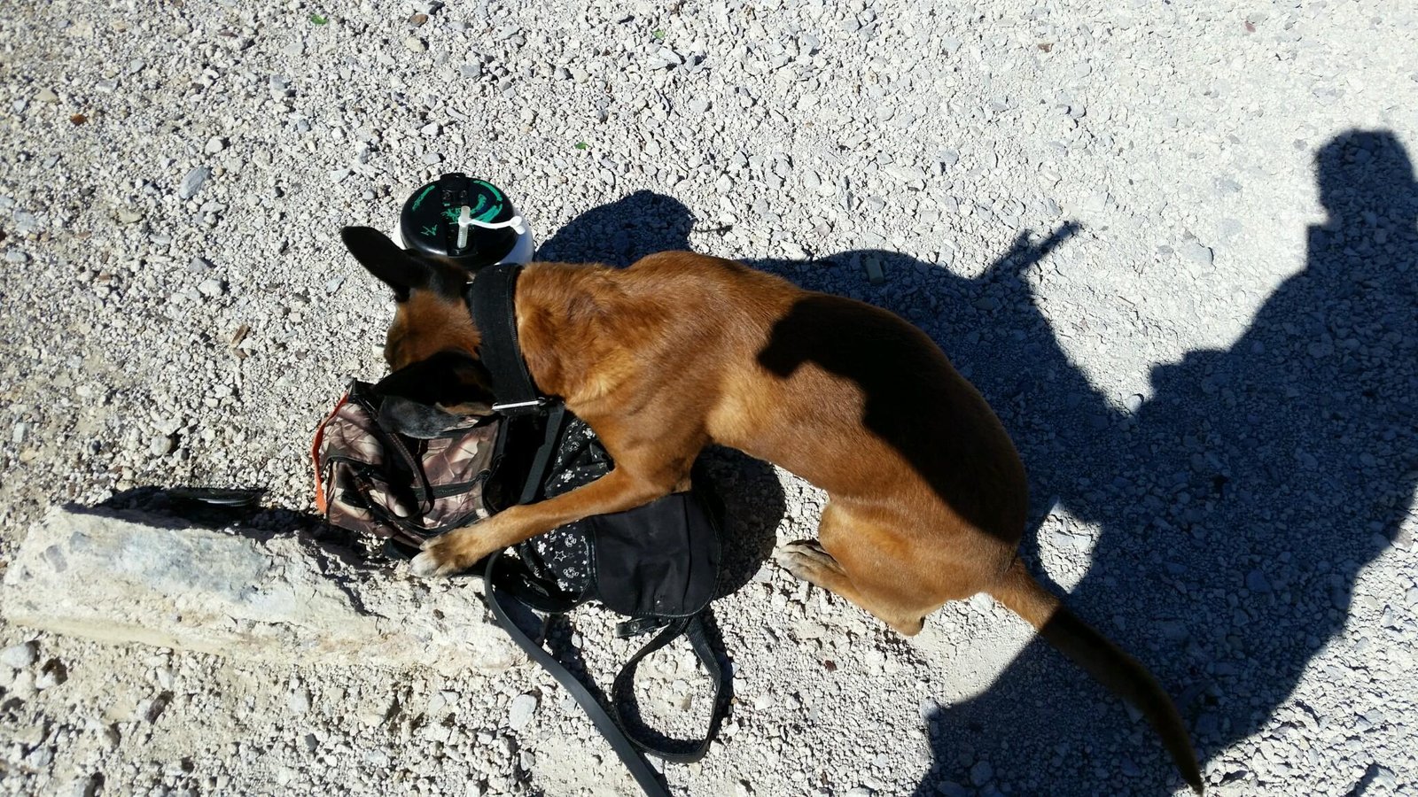 8. Belgian Malinois: The Nighttime Protector (image credits: wikimedia)