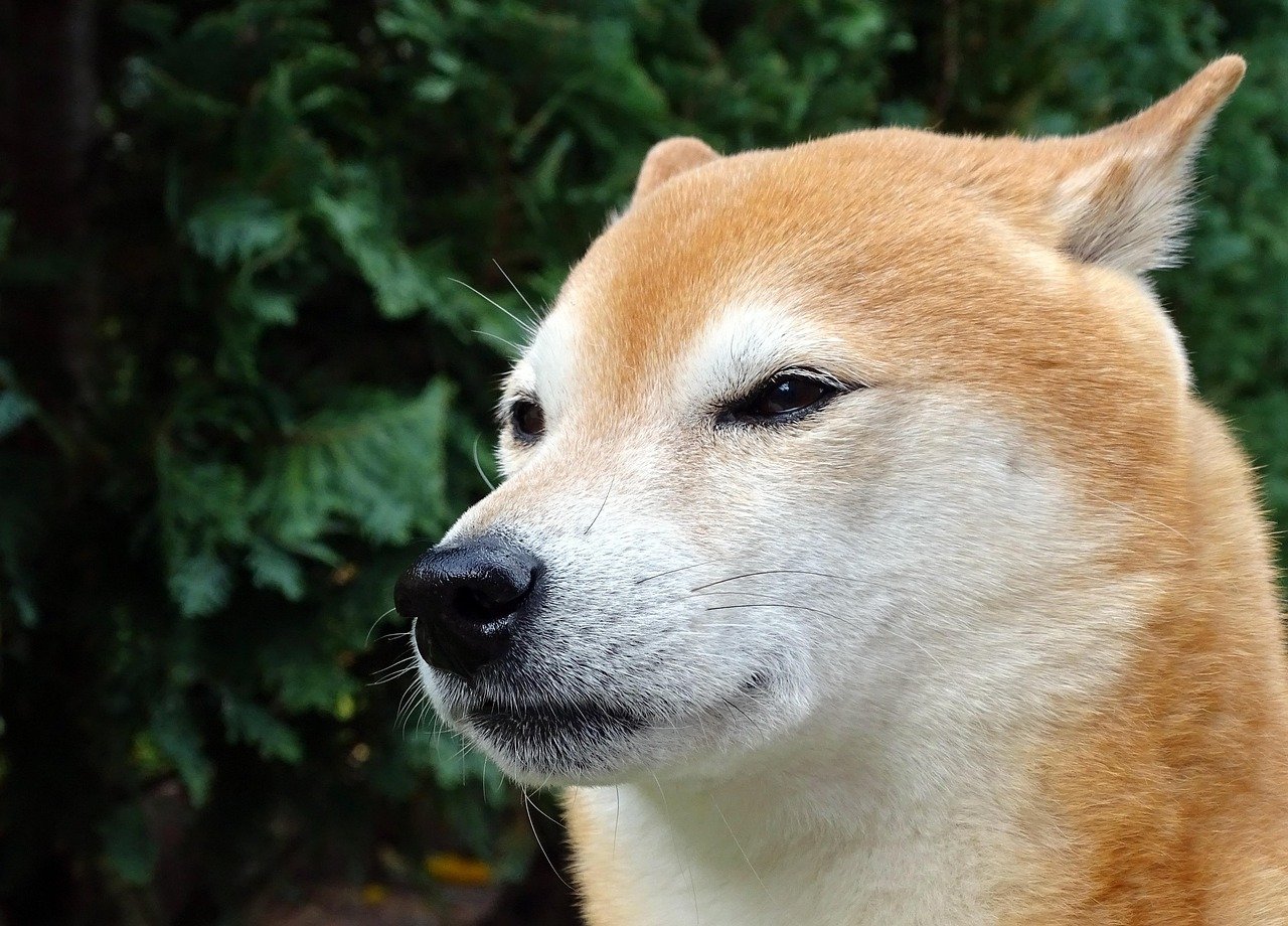 11. Shiba Inu: The Independent Night Wanderer (image credits: pixabay)