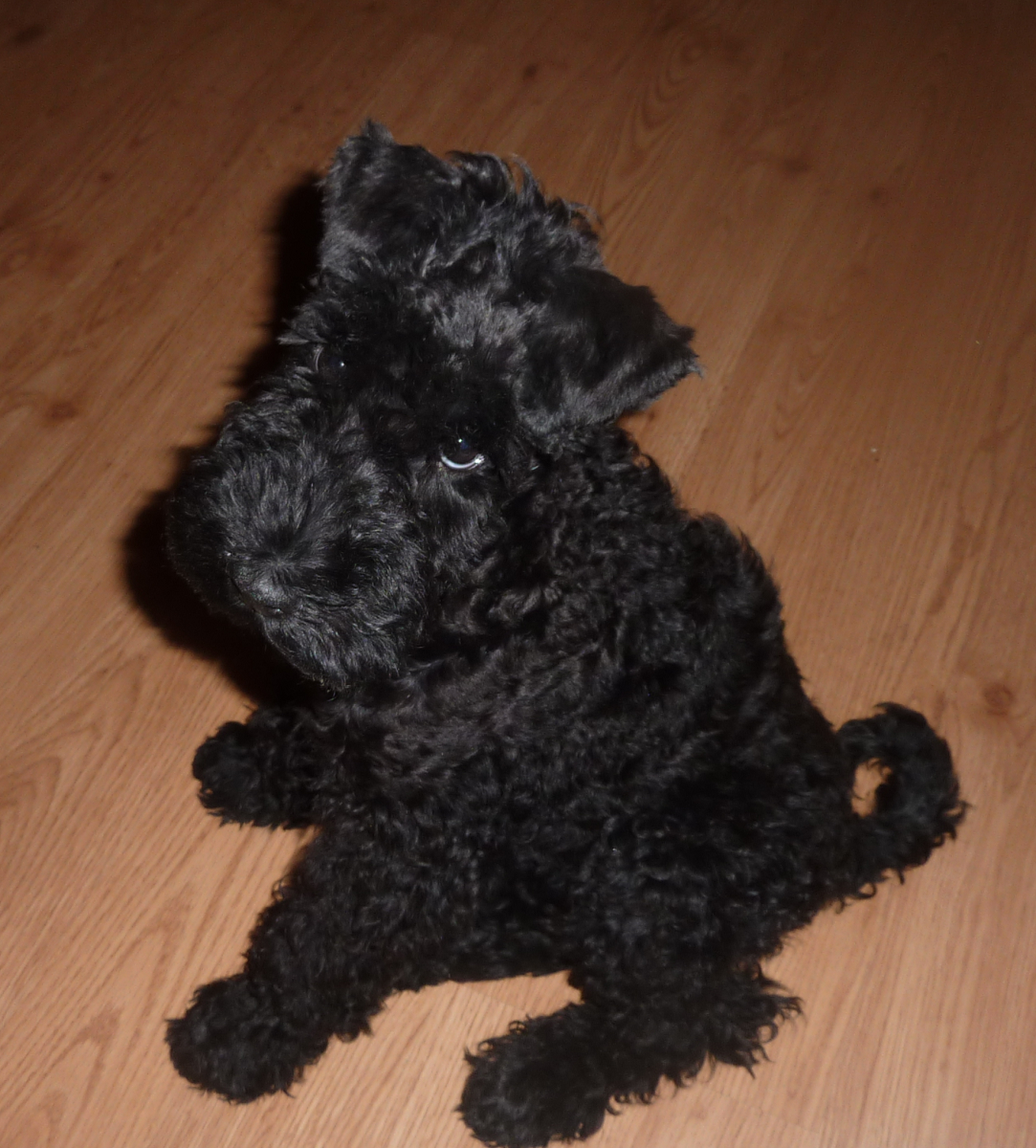 Kerry Blue Terrier: The Blue-Coated Beauty (image credits: wikimedia)