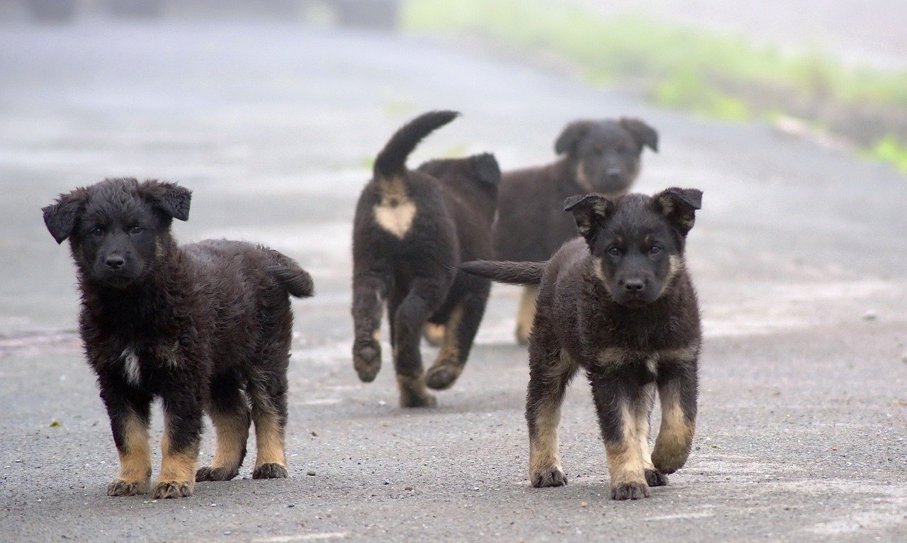 Communicating with the Pack (image credits: pixabay)