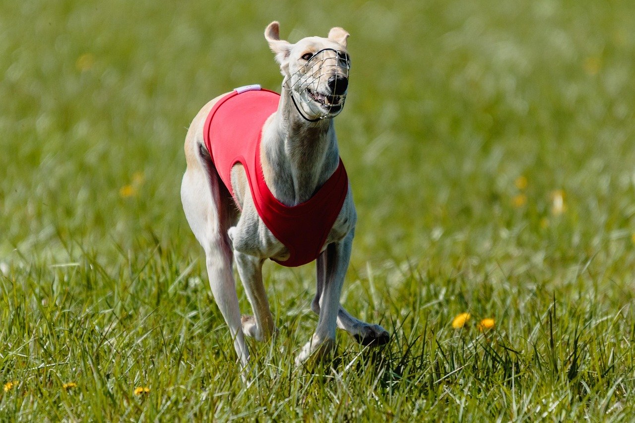 1. The Reserved Whippet (image credits: pixabay)