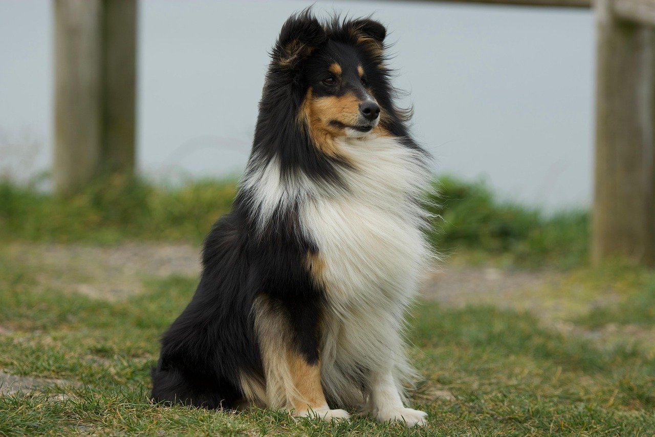 6. The Demure Shetland Sheepdog (image credits: pixabay)