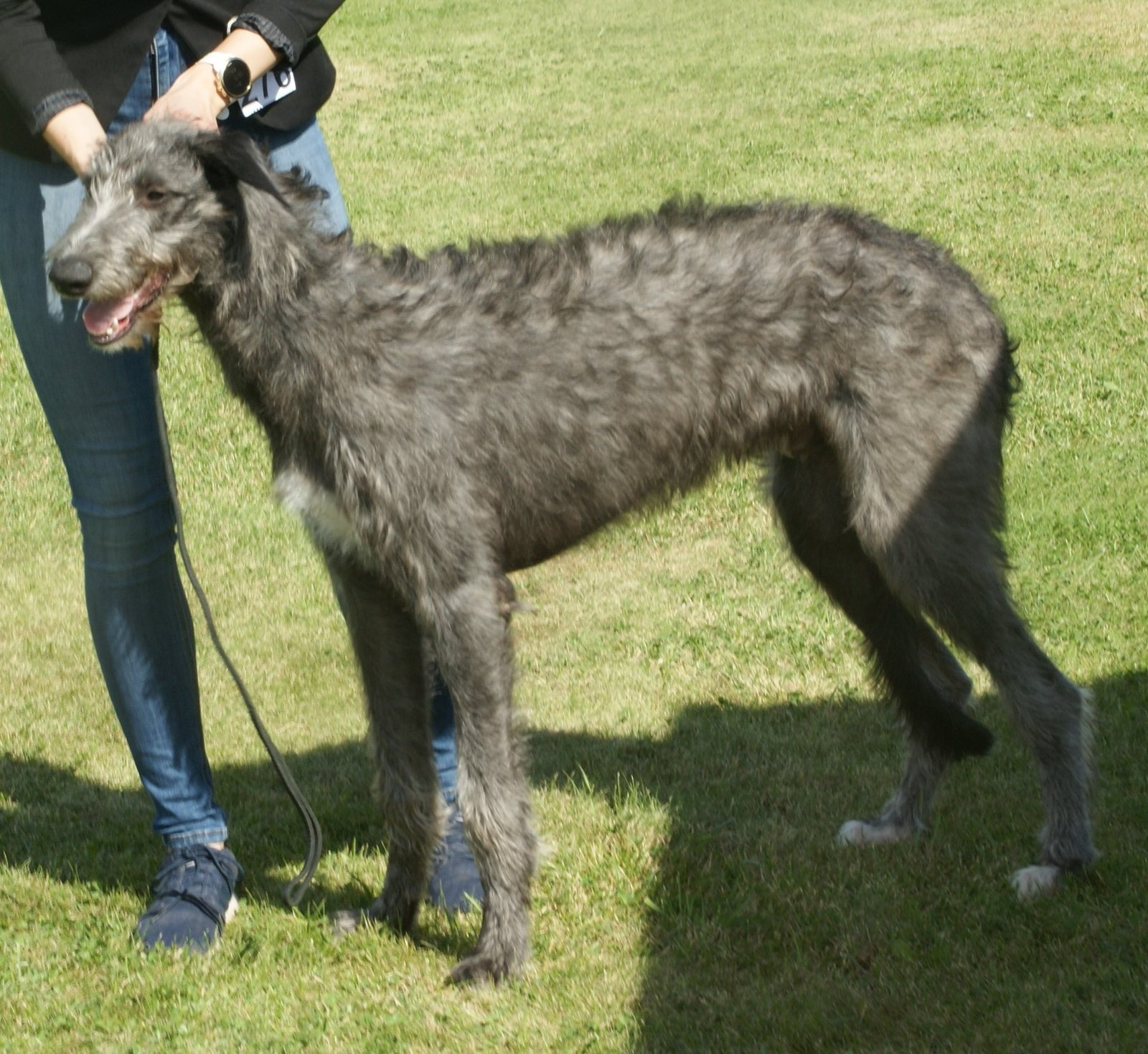 10. The Quiet Scottish Deerhound (image credits: wikimedia)