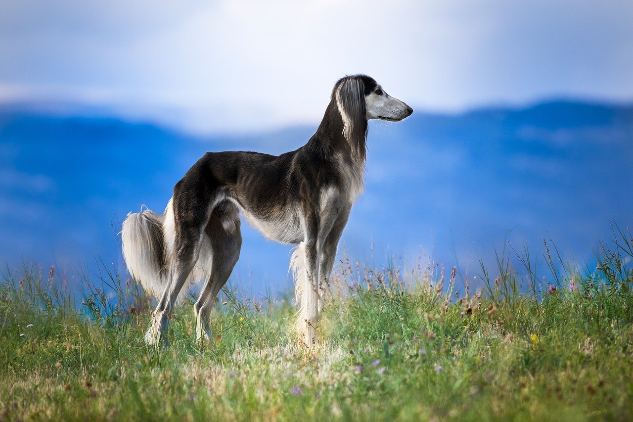 13. The Reserved Saluki (image credits: pixabay)