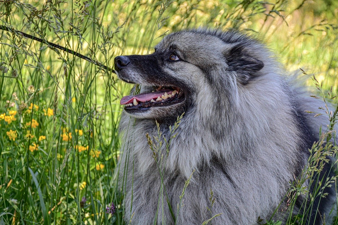 14. The Timid Keeshond (image credits: pixabay)