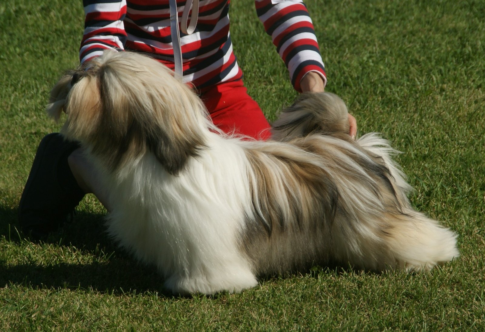 15. The Cautious Lhasa Apso (image credits: wikimedia)