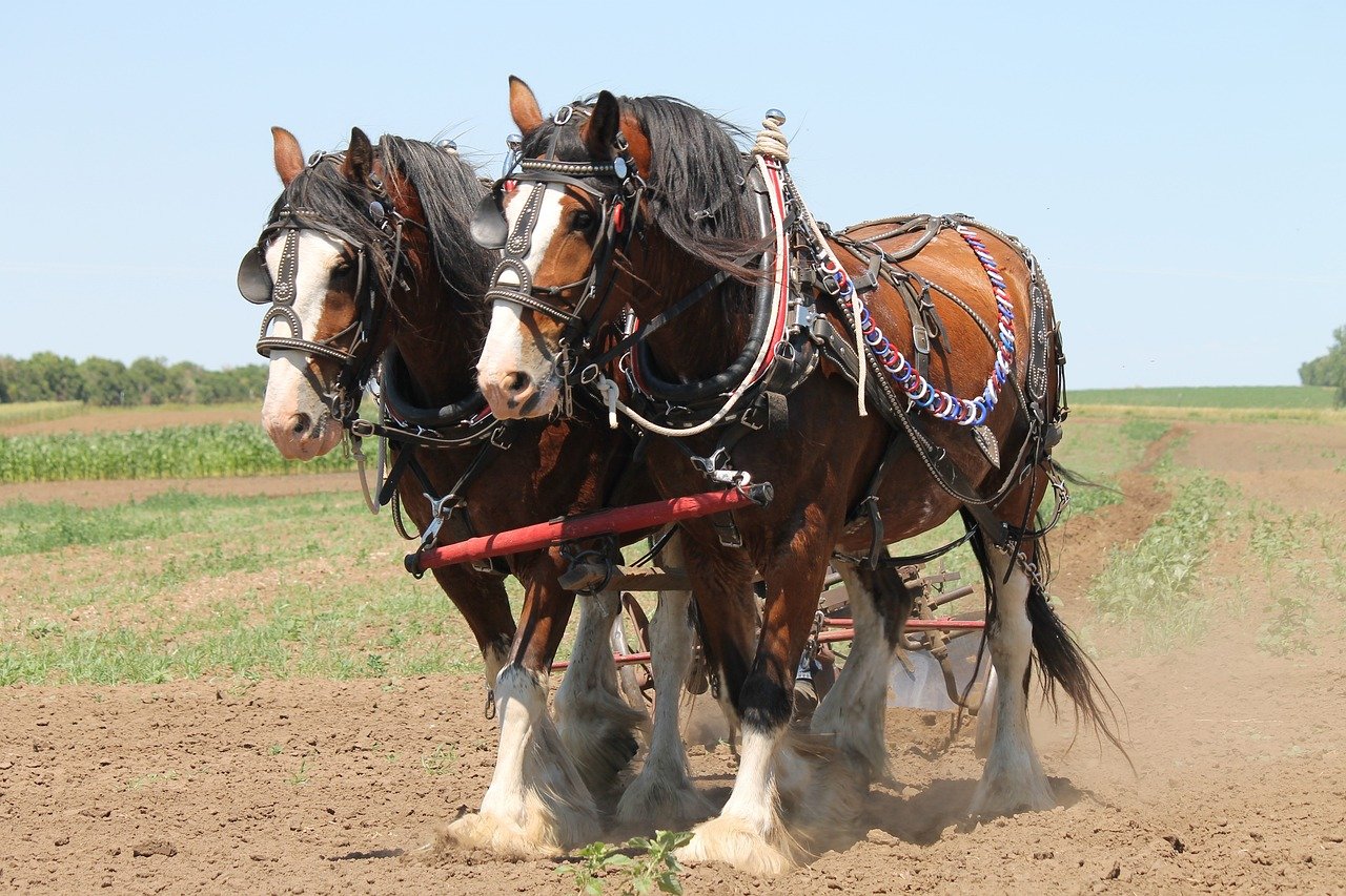Clydesdale: The Gentle Giant (image credits: pixabay)