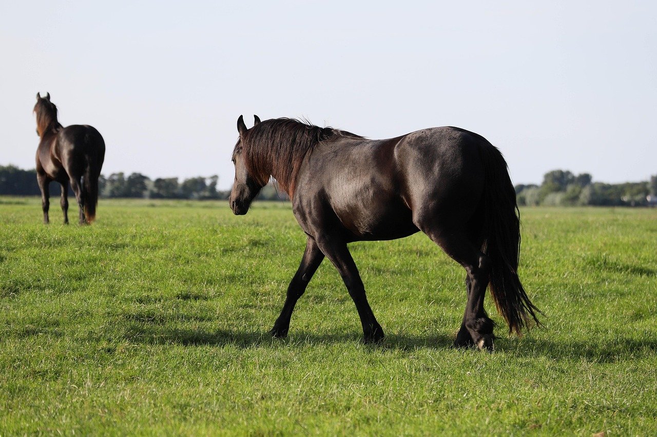 Friesian: The Black Beauty (image credits: pixabay)