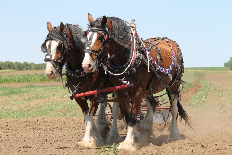 The Top Horse Breeds for Your Family’s Farm