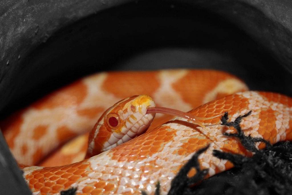 Constrictor by Nature (image credits: rawpixel)