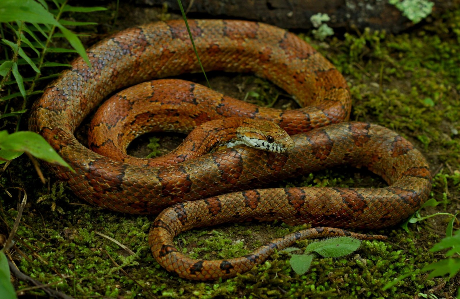 Remarkable Lifespan (image credits: wikimedia)