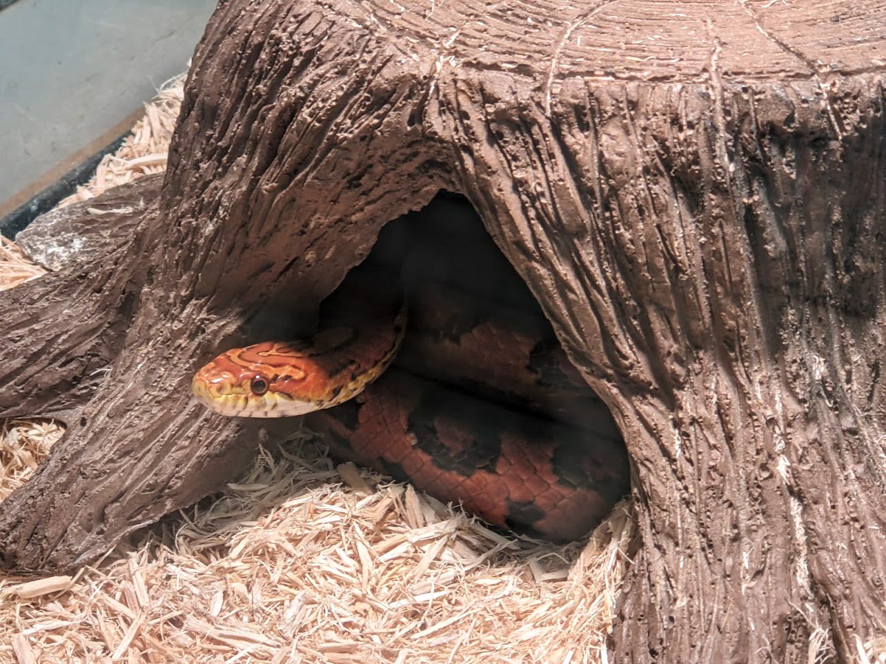 Breeding and Reproduction (image credits: wikimedia)
