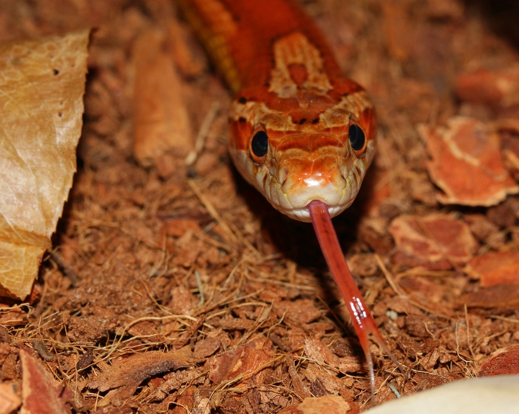 Low Maintenance Pets (image credits: rawpixel)
