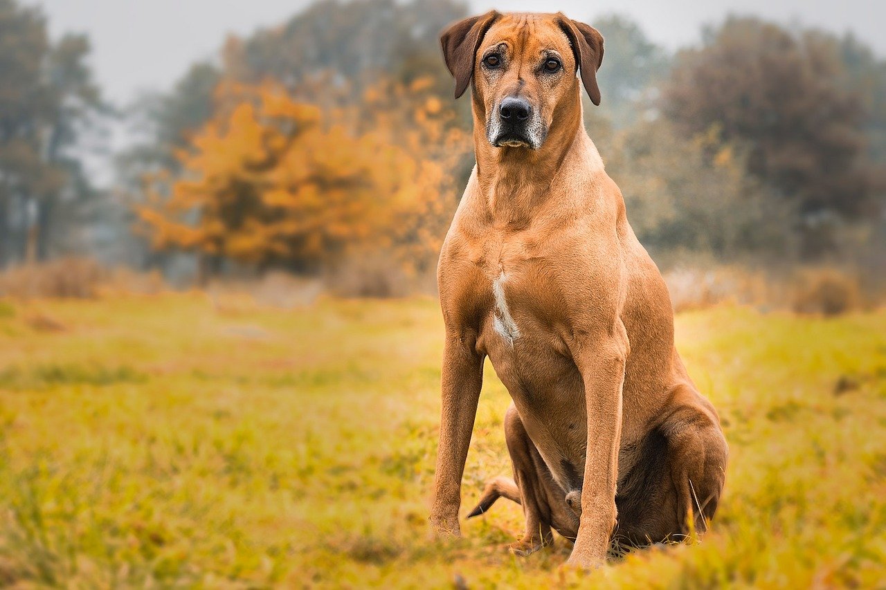 Rhodesian Ridgeback: The Brave Protector (image credits: pixabay)