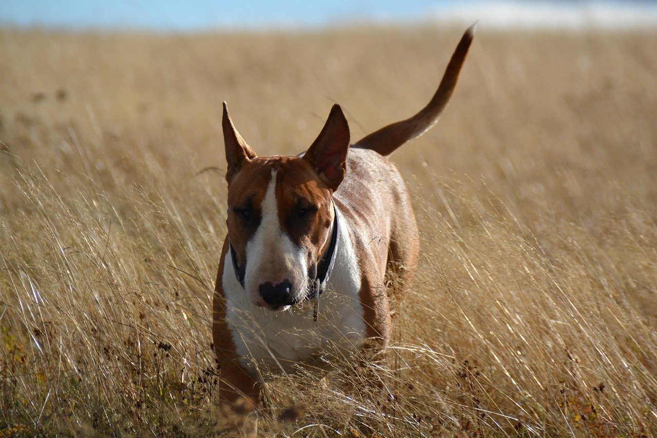 Bull Terrier: The Spirited Sentinel (image credits: pixabay)