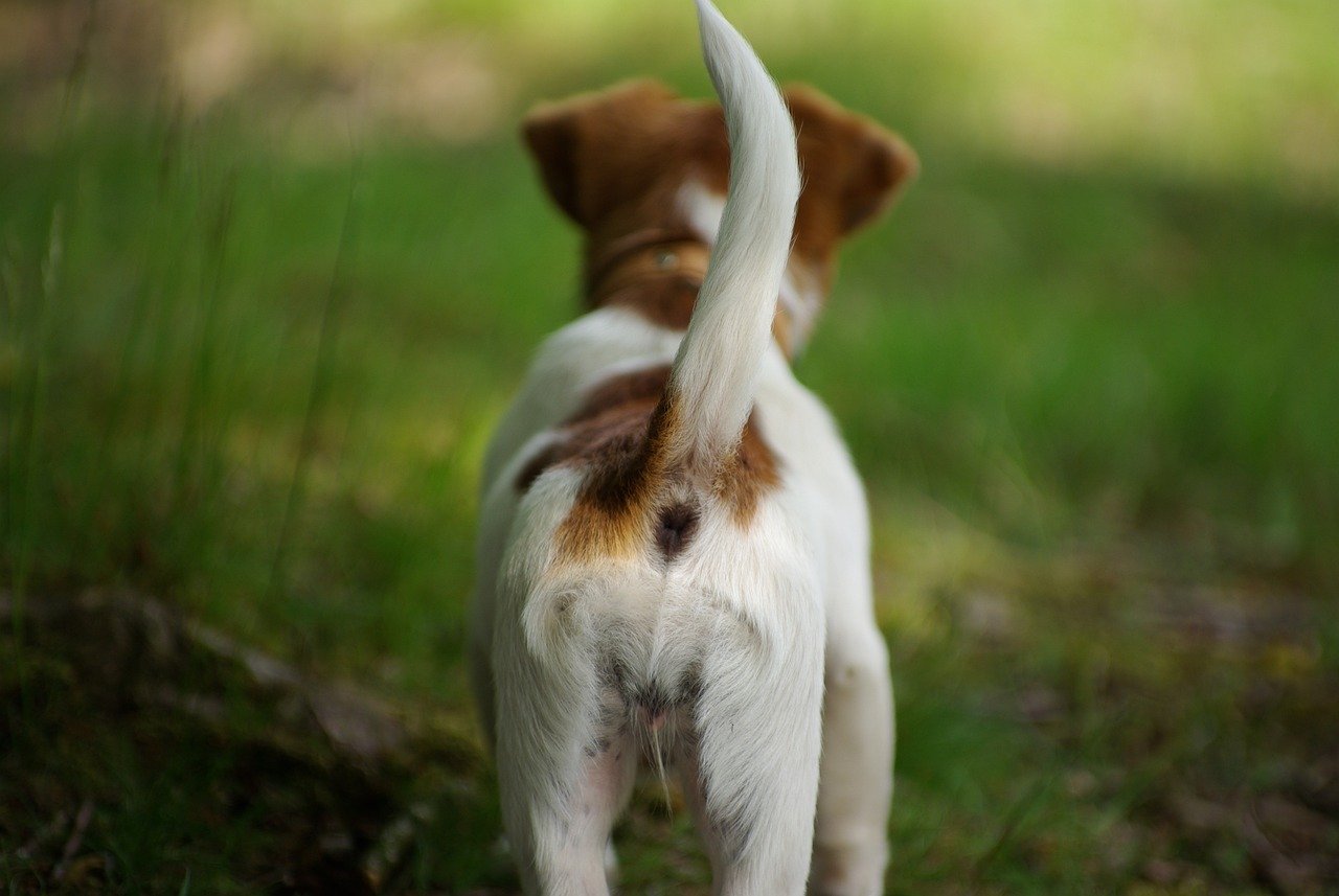 Tail Wagging: More Than Just a Greeting (image credits: pixabay)