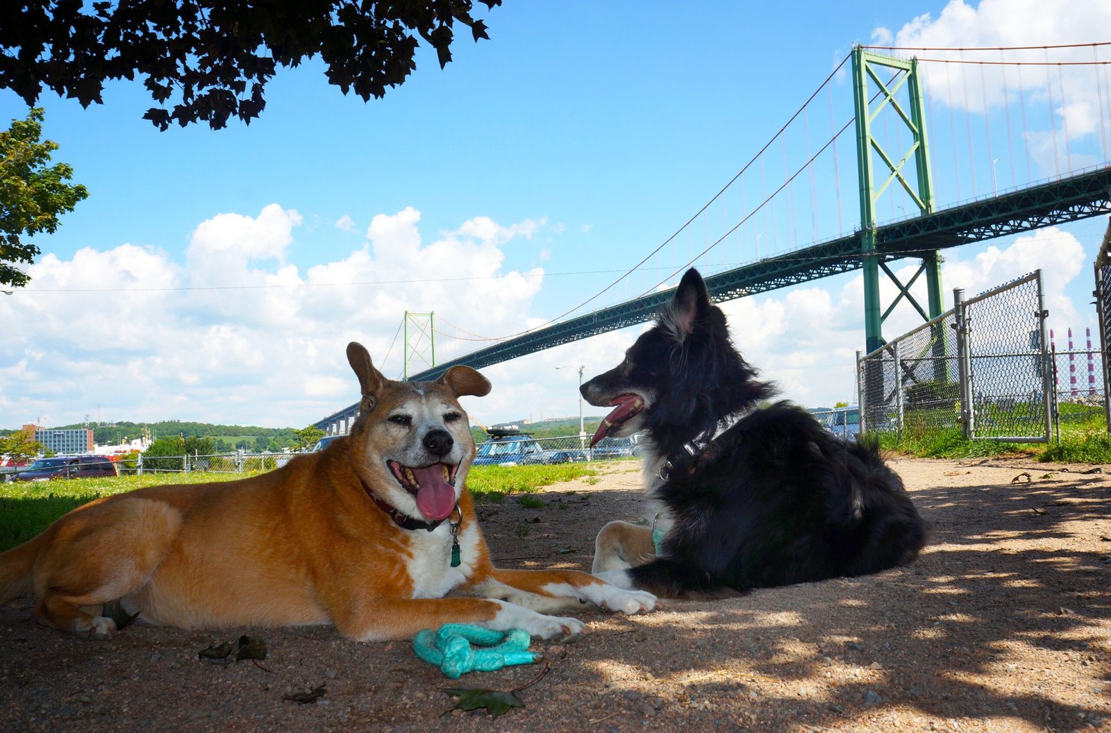 Social Interactions: The Joy of Company (image credits: wikimedia)