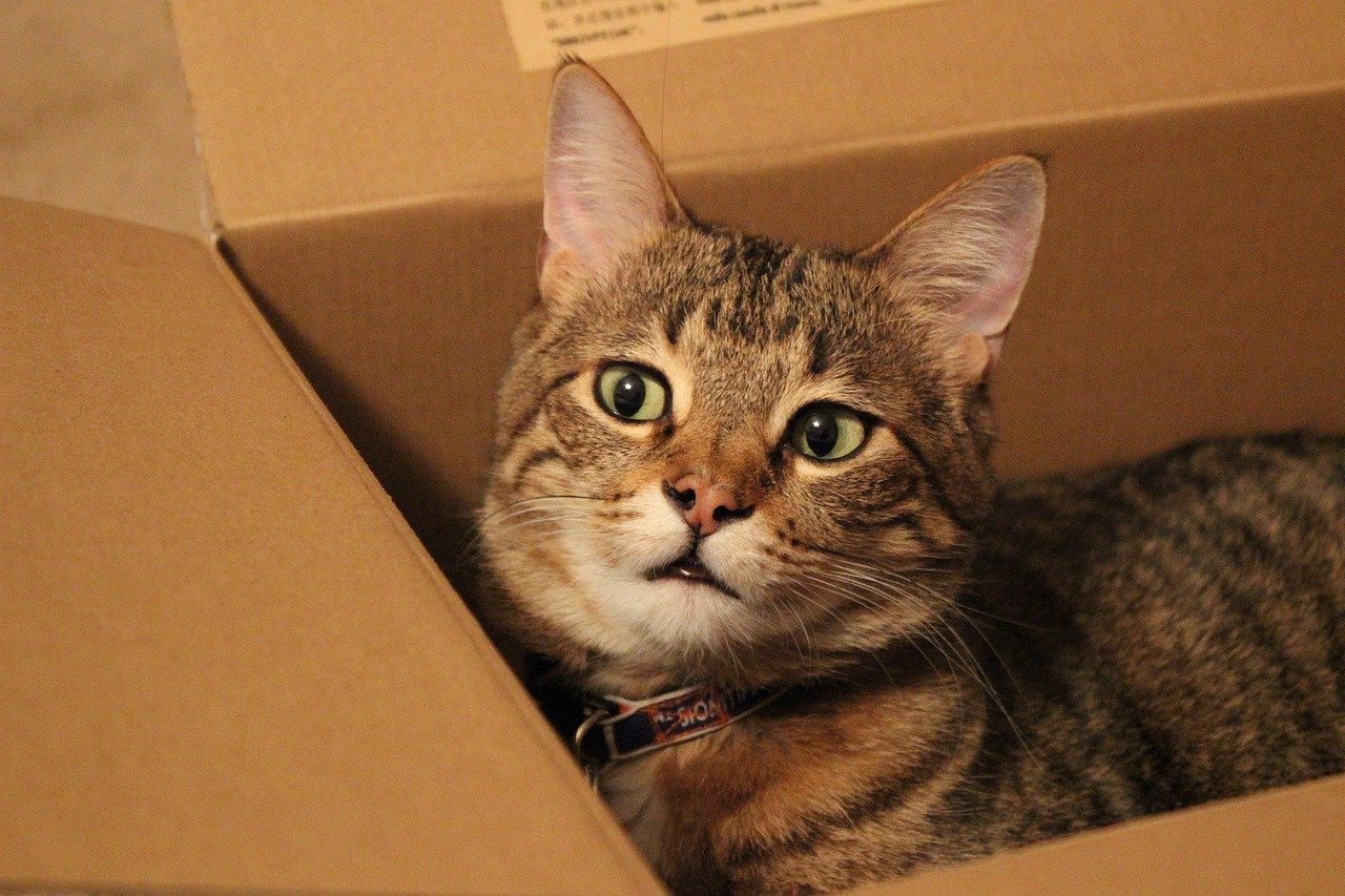 Box Obsession: The Simple Joys (image credits: pixabay)