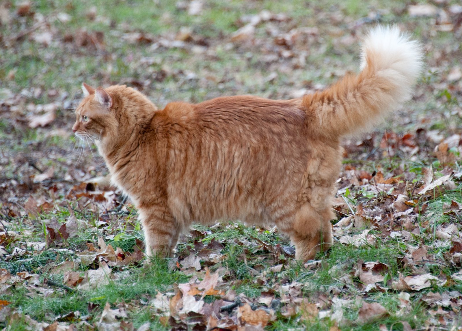 Tail Chasing: A Playful Pursuit (image credits: wikimedia)