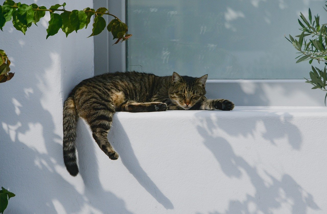 Sleeping in Odd Positions: The Art of Relaxation (image credits: pixabay)