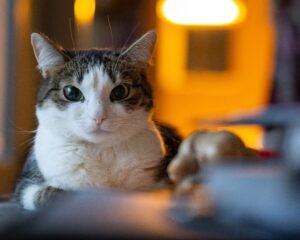 Staring Contests: The Feline Gaze