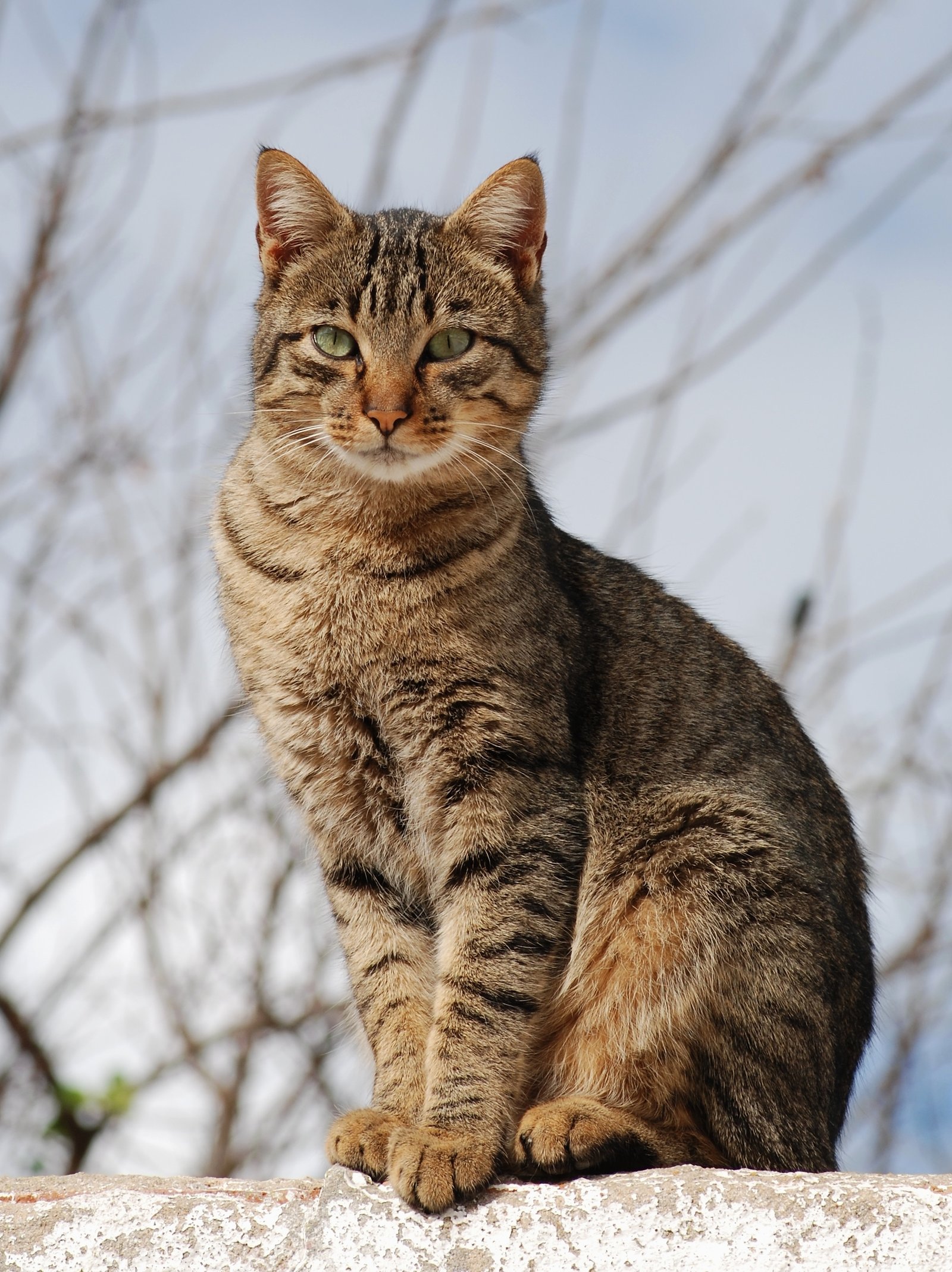 Following You Everywhere: The Loyal Shadow (image credits: wikimedia)