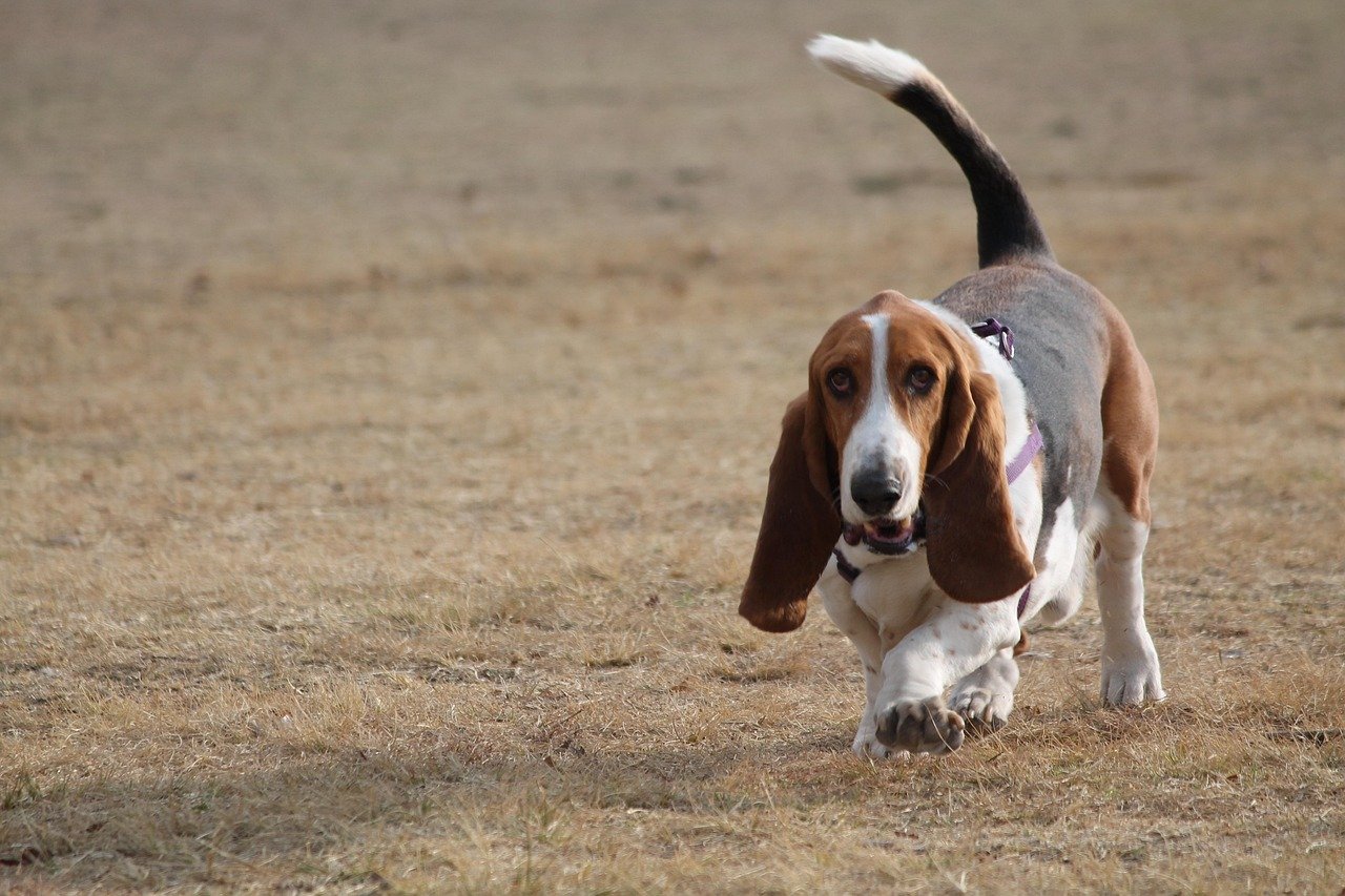 Basset Hound: The Easygoing Friend (image credits: pixabay)