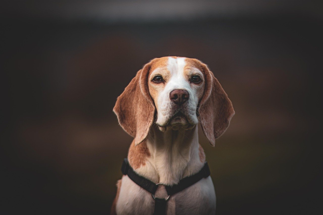 Beagle: The Curious Companion (image credits: pixabay)