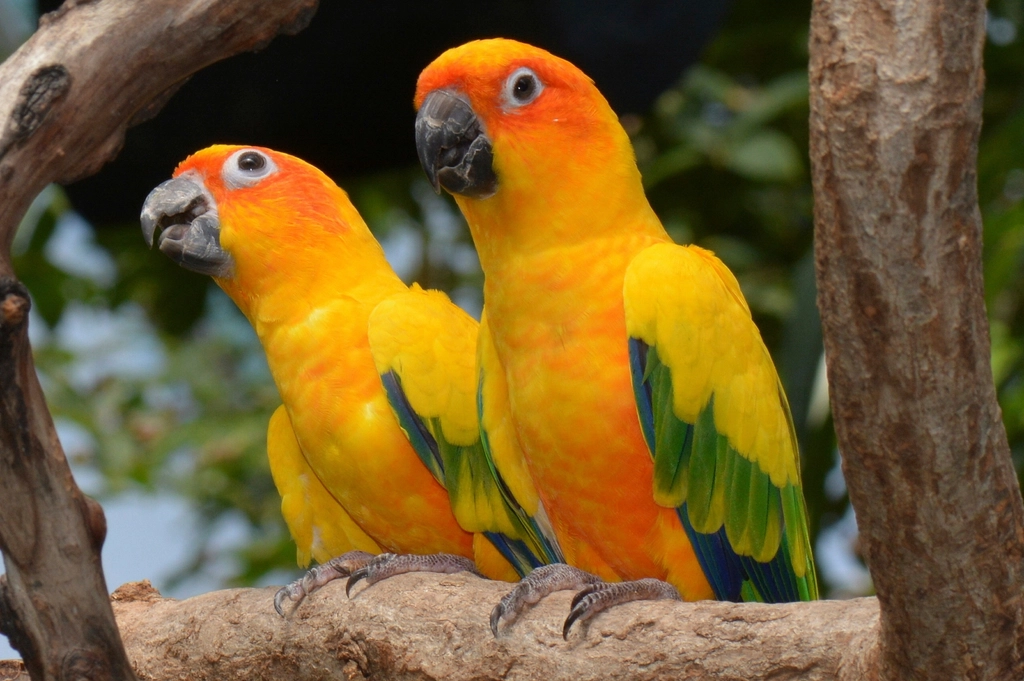 Conures: The Playful Performers (image credits: rawpixel)