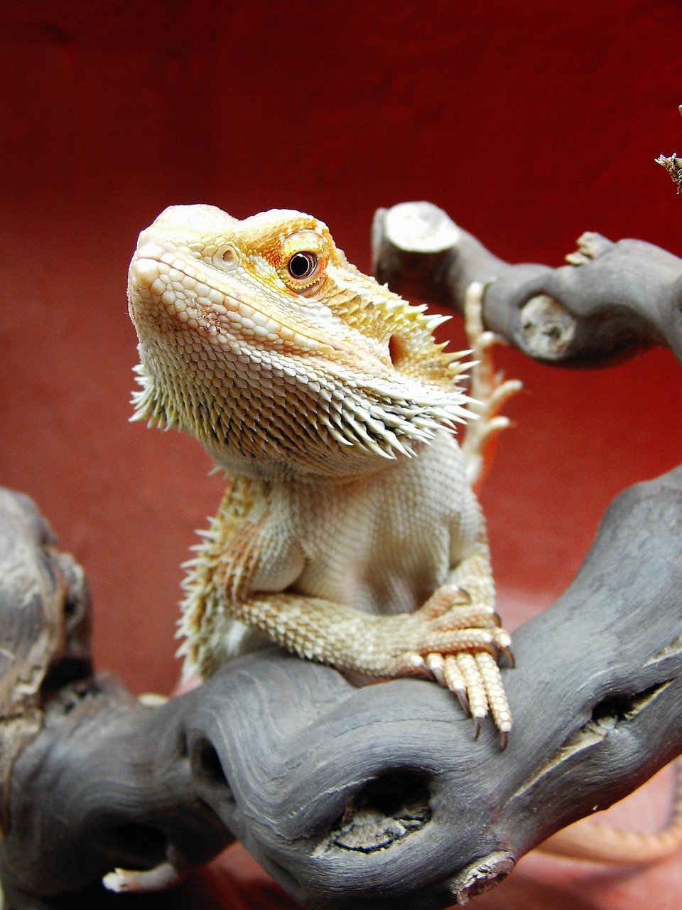 Omnivorous Appetites (image credits: pixabay)