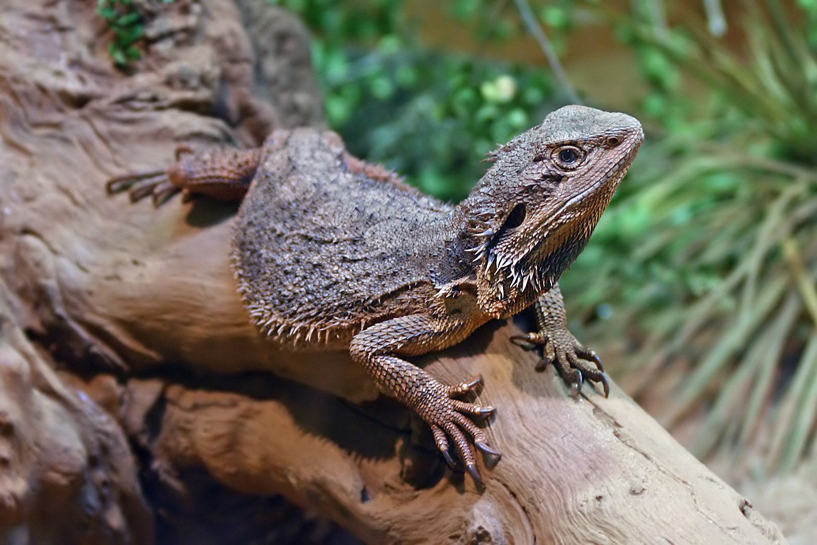Impressive Lifespan (image credits: wikimedia)