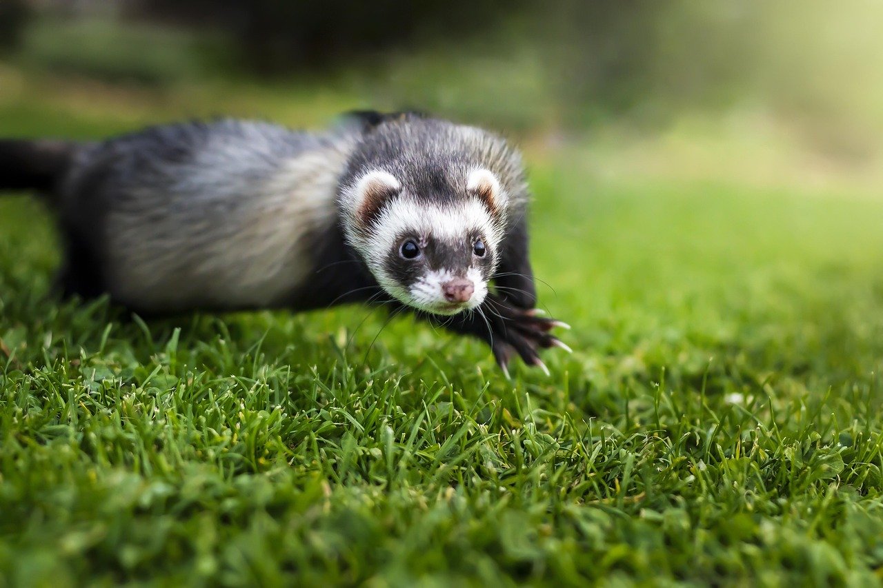 The Role of Play in Ferret Health (image credits: pixabay)