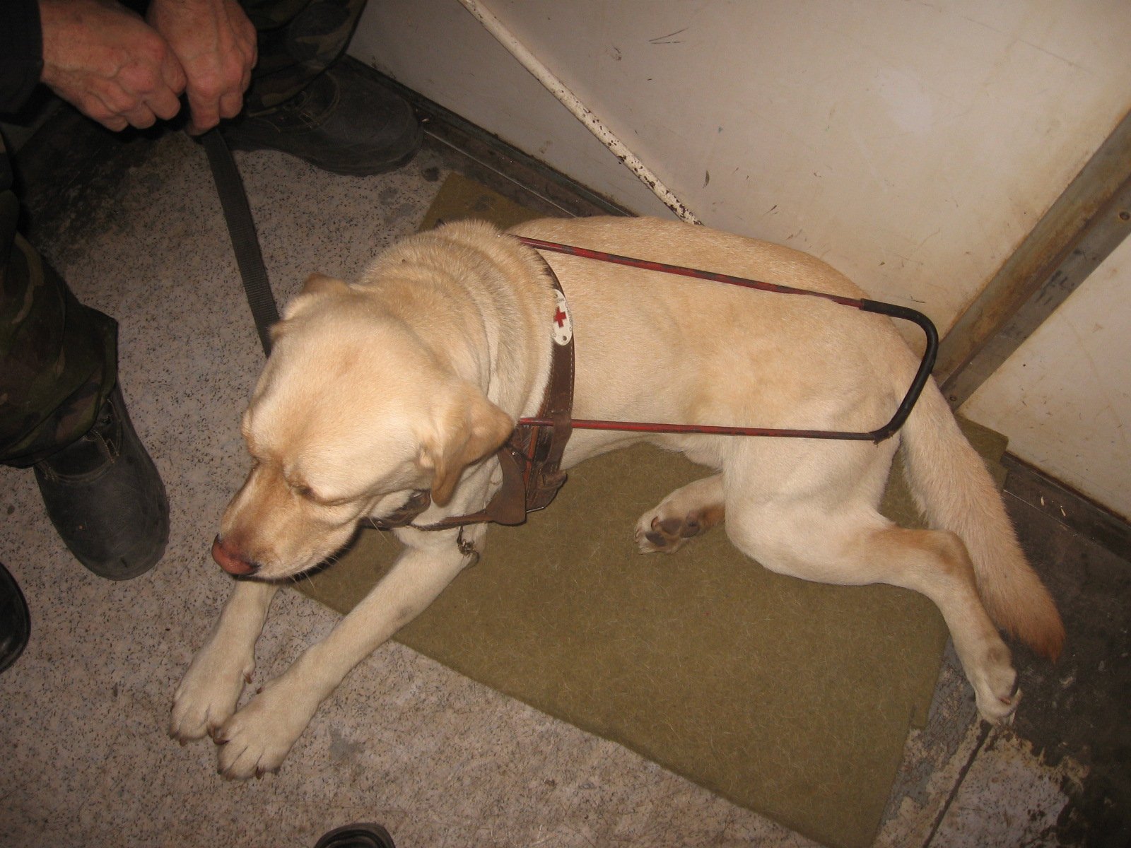 Daisy: The Loving Guide (image credits: wikimedia)