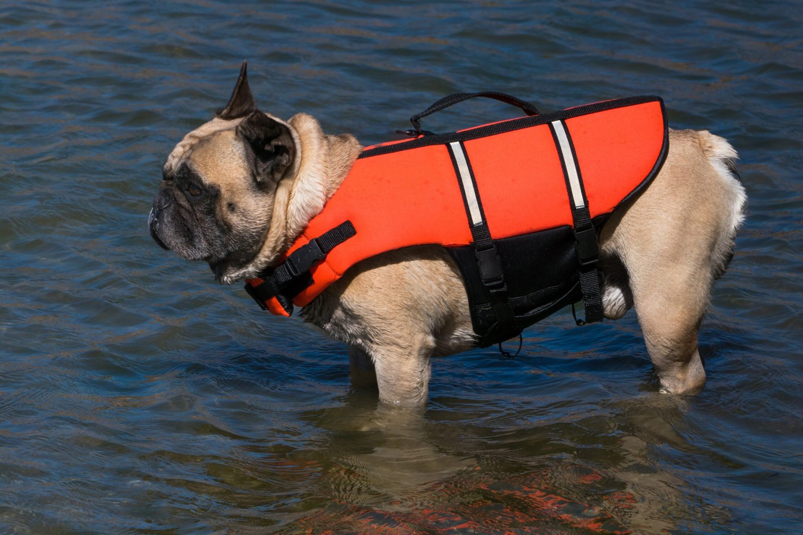Resourceful French Bulldog (image credits: wikimedia)