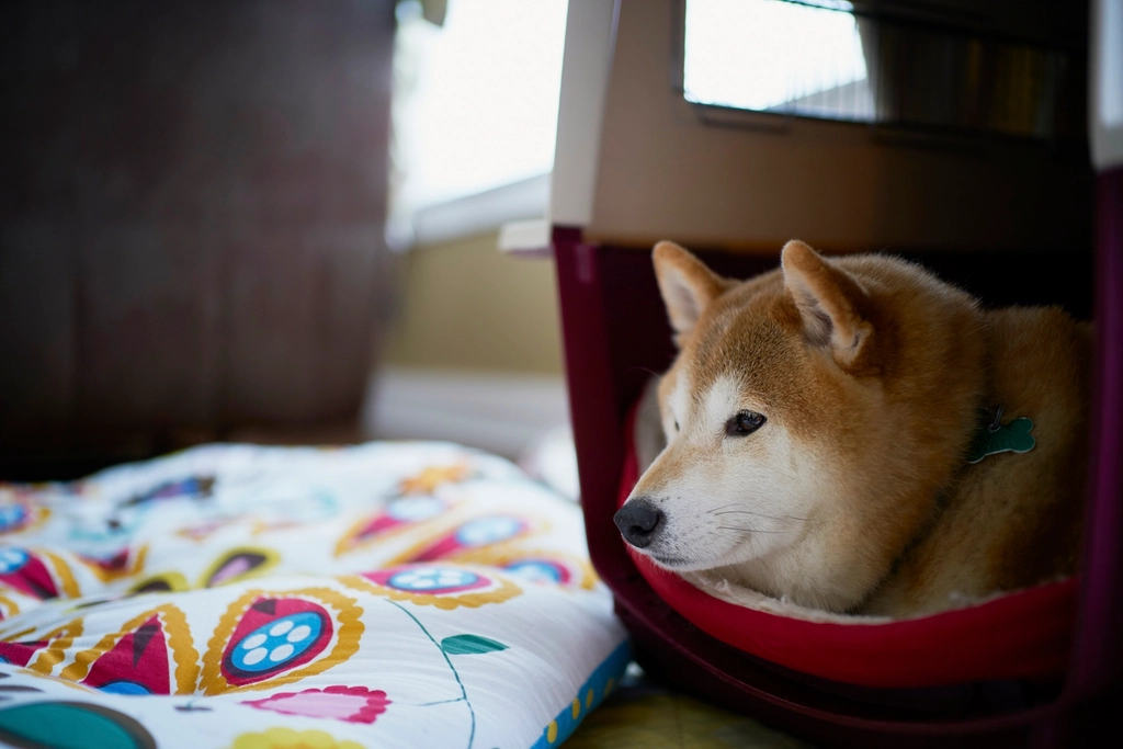 Shiba Inu: The Independent Spirit (image credits: rawpixel)