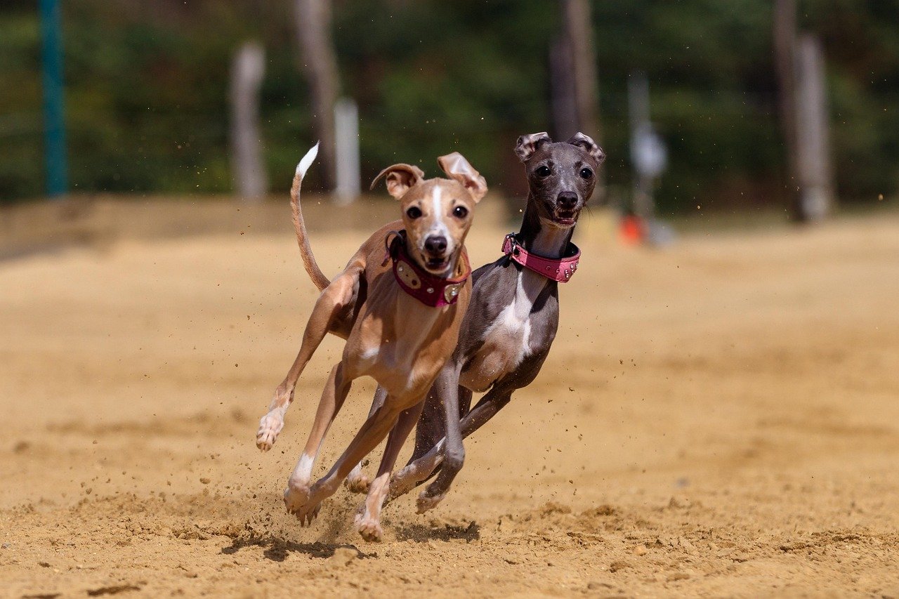 Greyhound: The Elegant Racer (image credits: pixabay)