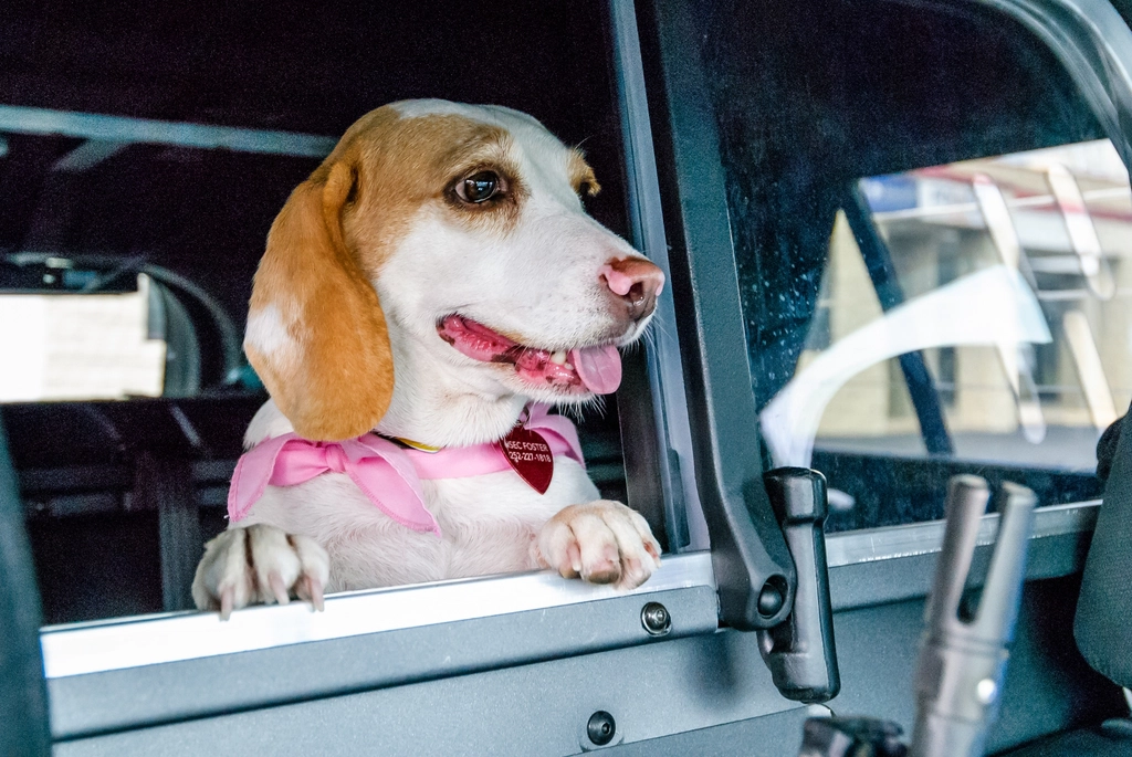 Beagle (image credits: rawpixel)